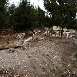 Sandhill Crane Exhibit