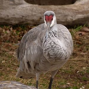 Sandhill Crane