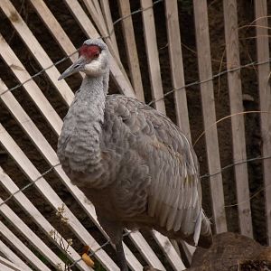 Sandhill Crane