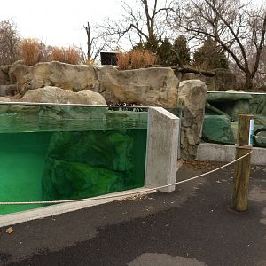 Renovated African Black Footed Penguin Exhibit
