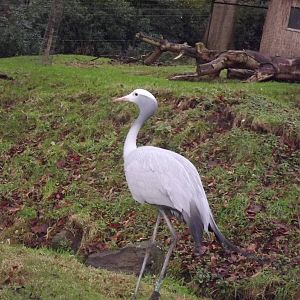 Stanley's crane at Edinburgh Zoo 28/12/11