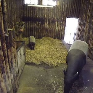 Malayan tapir indoor area at Edinburgh Zoo 28/12/11