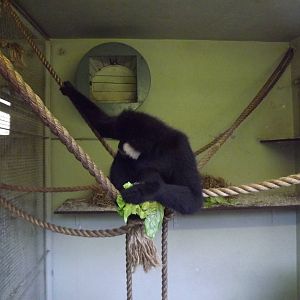 Buff cheeked gibbon at Edinburgh Zoo 28/12/11