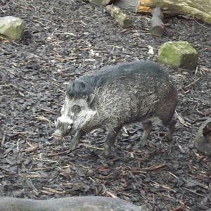 Visayan warty pig at Edinburgh Zoo 28/12/11