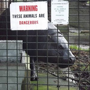Pygmy hippo at Edinburgh Zoo 28/12/11