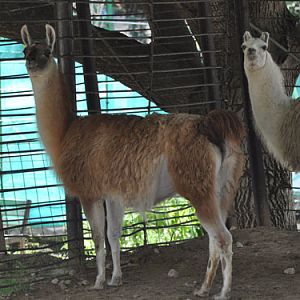 Llamas in Kishinev Zoo
