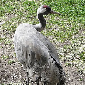 Common Crane in Kishinev Zoo