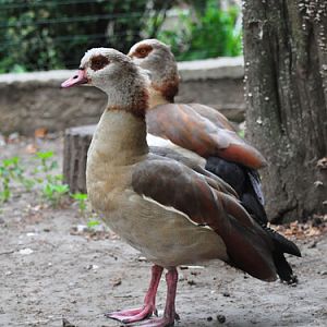 Egyptian Goose in Kishinev Zoo