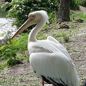 Eastern White Pelican in Kishinev Zoo