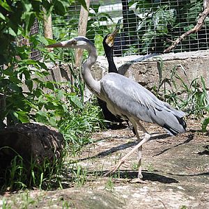 Grey Heron in Kishinev Zoo