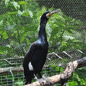 Great Cormorant in Kishinev Zoo