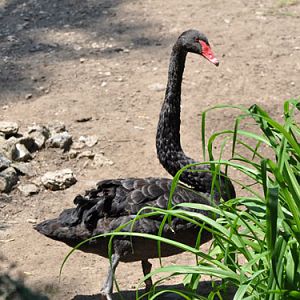 Black Swan in Kishinev Zoo