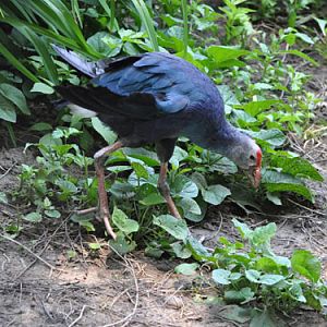 Purple Gallinule in Kishinev Zoo
