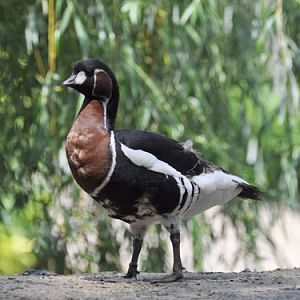 Red-breasted Goose in Kishinev Zoo