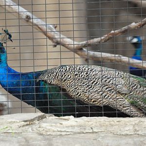 Common Peafowl in Kishinev Zoo