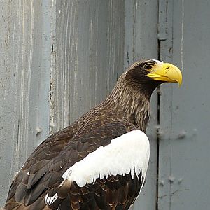 Black Sea Eagle in Kishinev Zoo