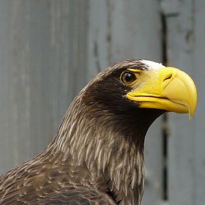 Black Sea Eagle in Kishinev Zoo