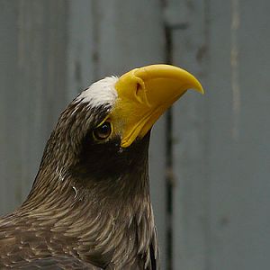 Black Sea Eagle in Kishinev Zoo
