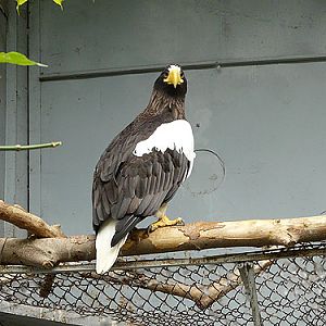 Black Sea Eagle in Kishinev Zoo