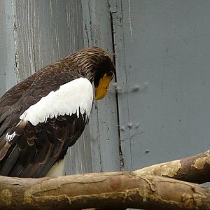 Black Sea Eagle in Kishinev Zoo
