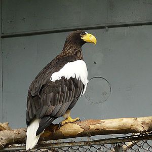 Black Sea Eagle in Kishinev Zoo