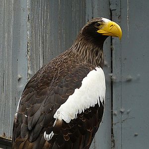 Black Sea Eagle in Kishinev Zoo