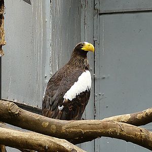 Black Sea Eagle in Kishinev Zoo
