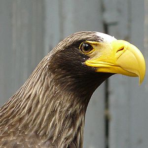 Black Sea Eagle in Kishinev Zoo