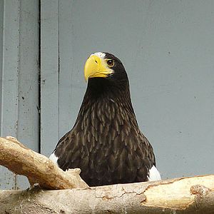 Black Sea Eagle in Kishinev Zoo