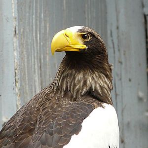 Black Sea Eagle in Kishinev Zoo