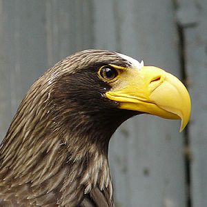 Black Sea Eagle in Kishinev Zoo