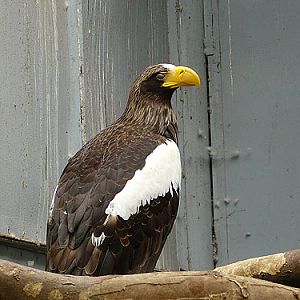 Black Sea Eagle in Kishinev Zoo