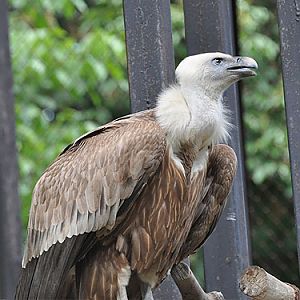 Western Griffon Vulture in Kishinev Zoo