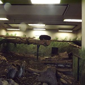Malayan sun bear indoor area at Edinburgh Zoo 28/12/11