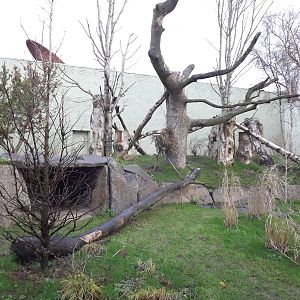 Giant panda outdoor enclosure at Edinburgh Zoo 28/12/11