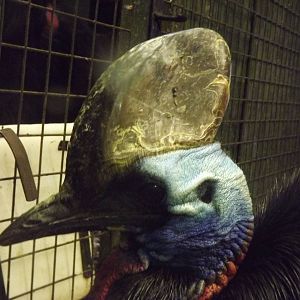 Double-wattled cassowary at Edinburgh Zoo 28/12/11