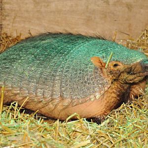 Larger Hairy Armadillo in Kishinev Zoo