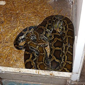 Burmese Rock Python in Kishinev Zoo