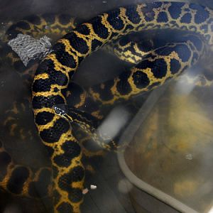 Yellow Anaconda in Kishinev Zoo