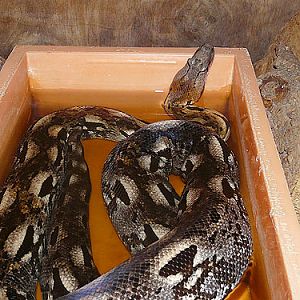 Dumeril's Ground Boa in Kishinev