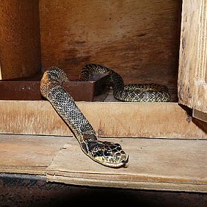 Four-lined Ratsnake in Kishinev Zoo