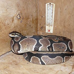 Ball Python in Kishinev Zoo