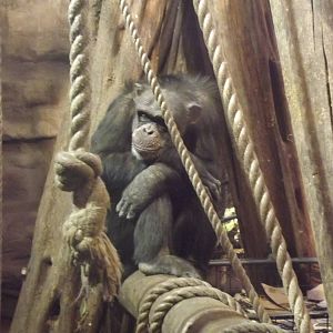 Chimpanzee at Edinburgh Zoo 28/12/11