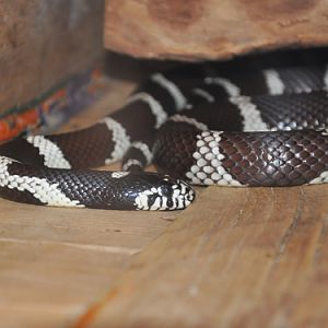 California Kingsnake in Kishinev Zoo