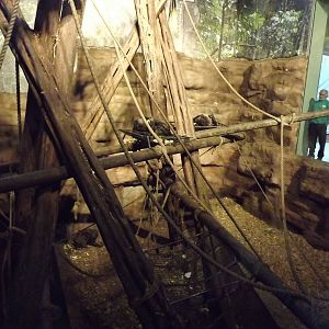 Inside Budongo trail at Edinburgh Zoo 28/12/11