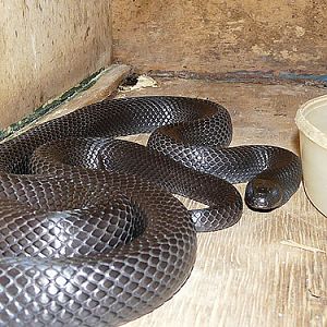 Sonoran Black Kingsnake in Kishinev Zoo