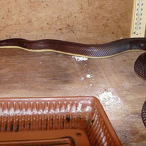 Mexican Burrowing Python in Kishinev Zoo