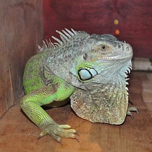 Green Iguana in Kishinev Zoo