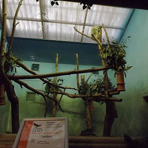 Koala exhibit at Edinburgh Zoo 28/12/11