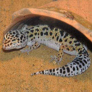 Leopard Gecko in Kishinev Zoo